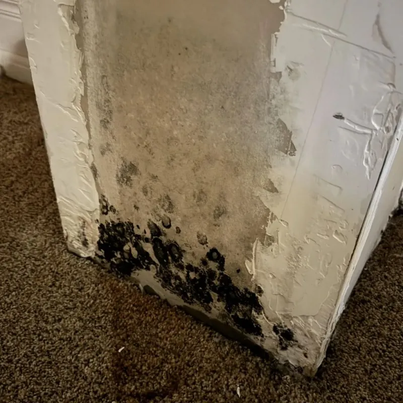 Professional Mold Removal in City of Richmond, VA